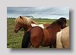 Chevaux islandais 4